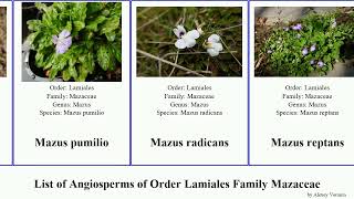 List of Angiosperms of Order Lamiales Family Mazaceae mazus orientalis japonicus radicans reptans