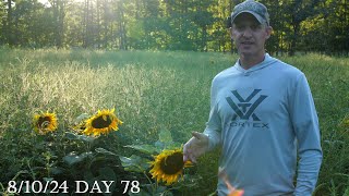 Sunflower Food Plot Update!