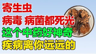 寄生虫、病毒、病菌都死光，这个中药清热解毒、驱虫防病，提高人体免疫力【养生有道】