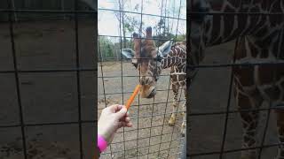 Hungry Giraffe's 🦒#shorts #viral #zoo