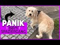 Hund hat Angst beim Gassi gehen I Dieses Motto hilft! VLOG