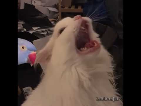 Thurston Gets Scared Youtube