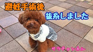 【避妊手術後の抜糸】避妊手術から11日目に抜糸をしました トイプードルのサラ Dog thread removal after contraceptive surgery