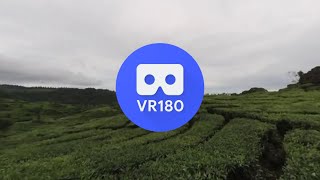 [VR180 5.7k] Peacefulness of a Tea Plantation at Bandung | Vuze XR 3D 180