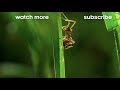 tiny spider steals from giant spider trials of life bbc earth