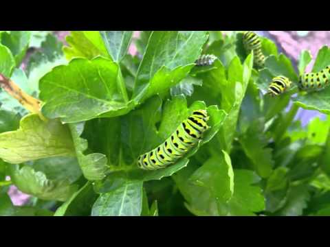 Monarch Caterpillars on Celery Plant Monarch Caterpillars on Celery Plant