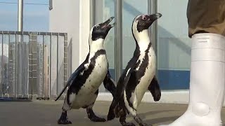 ペンギンが水槽から脱走？ 歩き回る2羽、水族館が企画