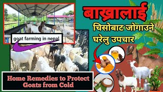 बाख्रालाई चिसोबाट जोगाउने घरेलु उपचार/home remedies to protect goat from cold/goat farming in nepal