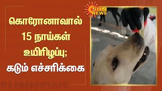 Dogs Died by Corona | கொரோனாவால் 15 நாய்கள் உயிரிழப்பு; கடும் எச்சரிக்கை | Tamil News | Sun News