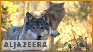 Norway: Cull debate rages over killing wolves