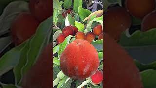 VELVET FRUIT #shorts #fruit  #falling  #cuttingfruit