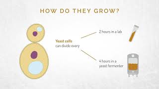 Lallemand Baking Yeast Production Metric