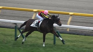 【現地】2024 メイクデビュー インプロペリア C.ルメール 【東京競馬場】