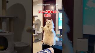 テレビじゃなくて…！👀｜PECO @kootie.wijaya #ペルシャ猫 #白猫 #愛猫家 #猫のいる暮らし #persiancat #whitecat #catlover #catlife