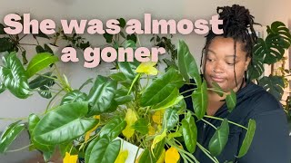 RELAXING PLANT CHORES: Cleaning & cutting | Philodendron Burle Marx