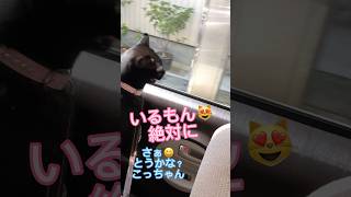 天才⁉️人間⁉️めちゃクリアに発音するお喋り猫！ #天才猫 #にゃんトーク #cat #しゃべる猫