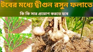 How To Grow Garlic At Home In Pot || টবে রসুন চাষ এর সম্পুর্ন পদ্ধতি।