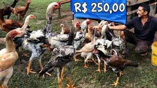 GALO INDIO GIGANTE COM 1,10mt - R$ 250,00 O FRANGO com 8 MESES DE VIDA