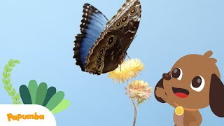 BICHOS DIVERTIDOS E INSECTOS: ARAÑA, ABEJA, HORMIGA 🐛🐜 | Videos de aprendizaje para niños | Papumba