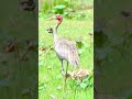 ครอบครัว นกกระเรียนพันธุ์ไทย saruscrane นกประเทศไทย