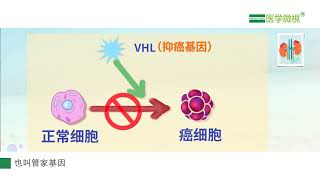 人体都有癌细胞，为什么有的人会得遗传性肾癌，有的人不得？与VHL基因突变有什么关系？