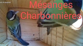 Visite du nichoir des mésanges charbonnières !