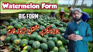 Amazing watermelon Harvesting/how to grow Watermelon/harvesting Watermelon/tarbooz ki khasht