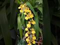 Beautiful oncidium golden shower