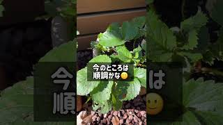 このごろのいちご🍓🍓　　　#ベランダ菜園 #プランター菜園  #家庭菜園 #gardening  #shorts #いちご栽培