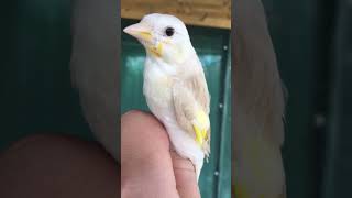 Stieglitz Major Braunpastell 🐥Goldfinch white head Cardueli ‎الحسون الرائد