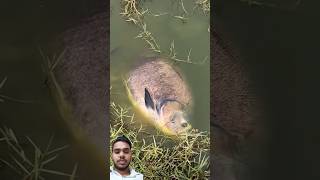 10Kg rupchand Fish hunting_Fish hunting scale#fishing #viral short video.