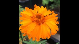 Marigold Flowers In Different Colors \u0026 Shapes💐දාස්පෙතියා මල් විවිධ හැඩයට සහ පාට වලින්💐