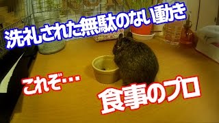 食事中のうちのデグーの動きが、無駄なく洗礼されすぎてて驚くんだけどｗ【デグー成長日記】Degu during meal makes a wasteful movement