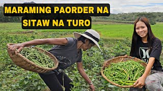 Maraming order sa sitaw na turo ni master dragon | Buhay Probinsya | Mindoro