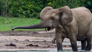 18 Coolest Things to Know About Elephants