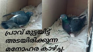 Pigeon laying eggs / പ്രാവ് അടയിരിക്കുന്ന അപൂർവ്വ കാഴ്ച്ച.