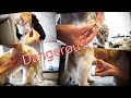 PetGroooming - Top 10 the most dangerous part in grooming!