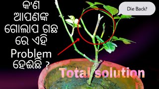 କଣ ଆପଣଙ୍କ ଗୋଲାପ ଗଛ ରେ ଏହି Problem ହେଈଛି? Die Back Problem || Total solution