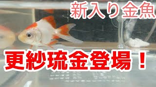 【更紗琉金】新入り金魚の登場！ 2021/5/26