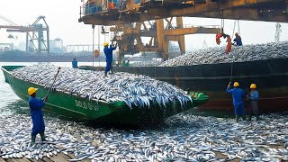 Fishermen catch hundreds of tons of tuna with long lines, how to catch tuna on modern fishing boats