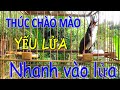 Chào mào luyện giọng hót hay | luyện chào mào bổi hót sáng.kích chào mào yếu lửa ra âm. นกปรอดหัวโขน