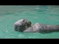 ラッコ　キラちゃんとメイちゃん　いっぱい受け取ってお片付けもします【鳥羽水族館】sea otter kira chan mei chan