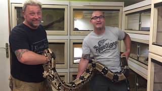 Manipulation D&'un Boa Constricteur Du Surinam Adulte