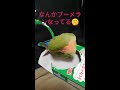 コザクラインコ🐥曲線に沿って紙切りしてる👀‼️