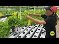 Weight of 10 Heads of Lettuce Grown by Alfrea Hydroponics, San Pablo, Laguna, Philippines.