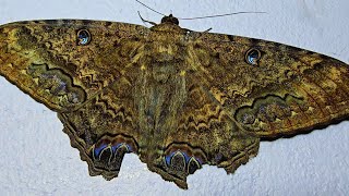 A Misteriosa Mariposa Bruxa Vista em Detalhes Macro | Ascalapha Odorata