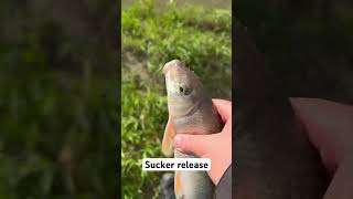 Sucker release