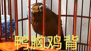 贵州养鸟人解析画眉三百问之鸭胸鸡背打死都不退，对挑选鸟极有益