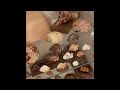 my seashell collection