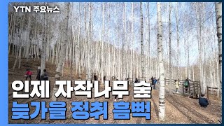 만추(晩秋) 속으로...가을동화 풍경 인제 자작나무 숲 / YTN